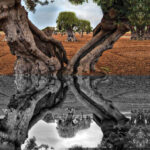 Il mio cuore tra gli ulivi