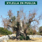 Xylella in Puglia